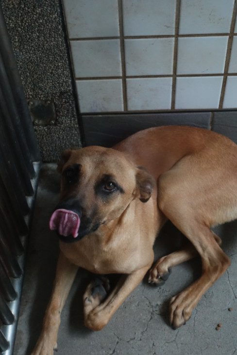 ミックス犬(オス・成犬・茶)、大型, 施設番号 …0557. 全身です。