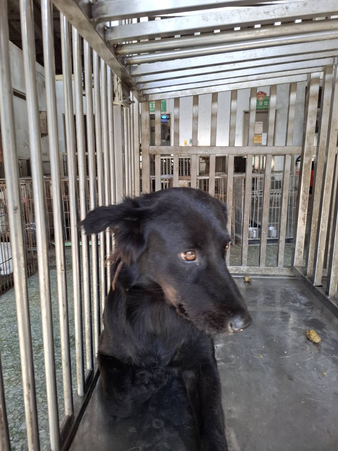 Black adult female mixed-breed dog, Medium, shelter no. …1-01. The whole animal.