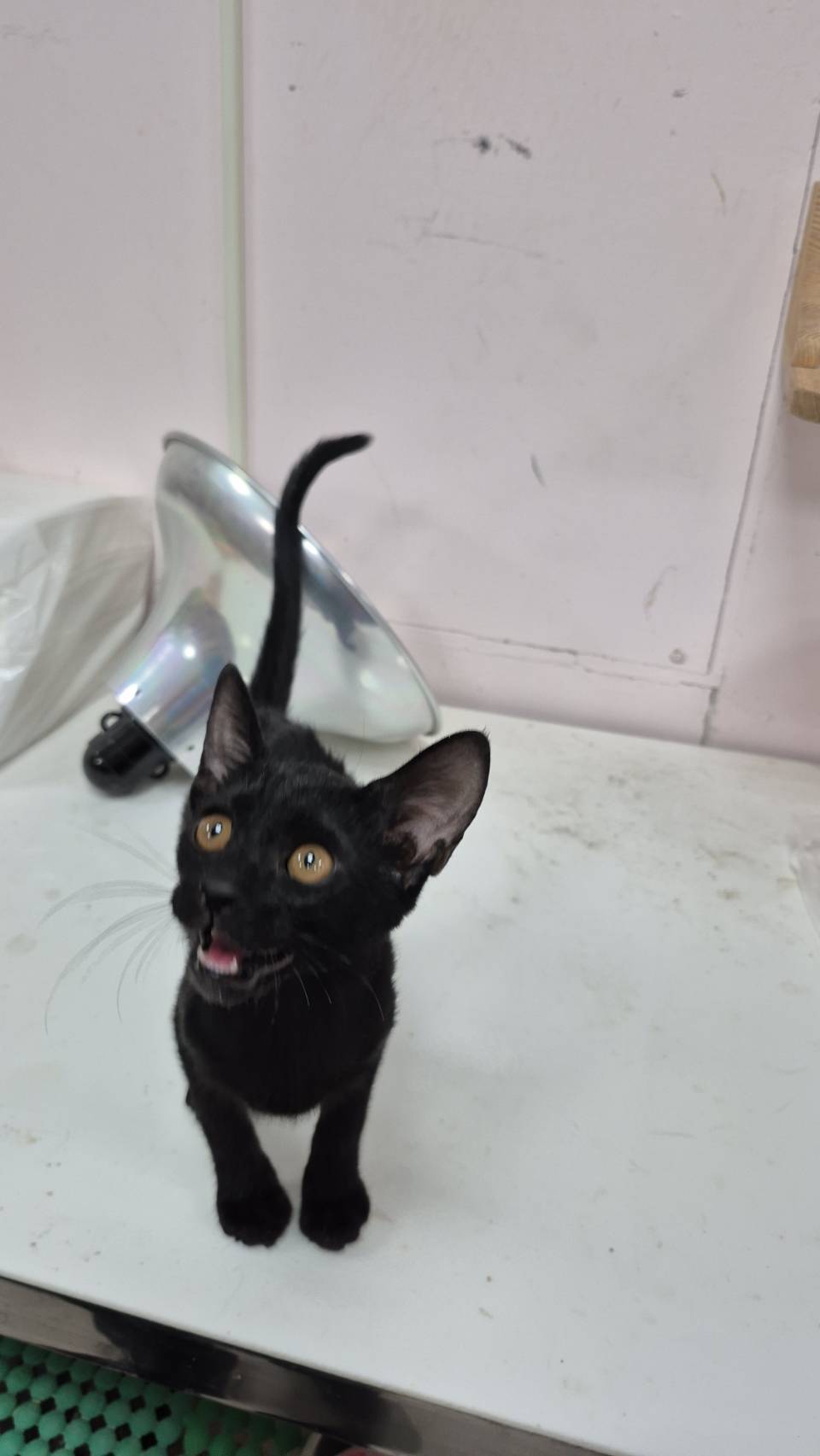Pusang halo ang lahi (Babae, Bata, itim), Maliit, blg. ng shelter …7002. Mas malapit sa mukha.