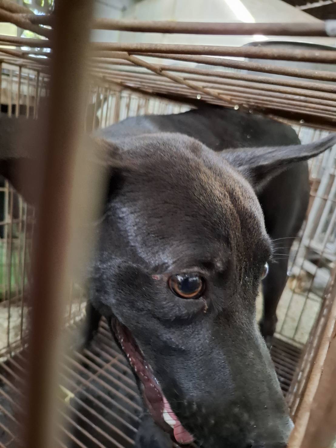 黑色成年母混种犬,中型, 收容编号 …1-10. 脸部特写。
