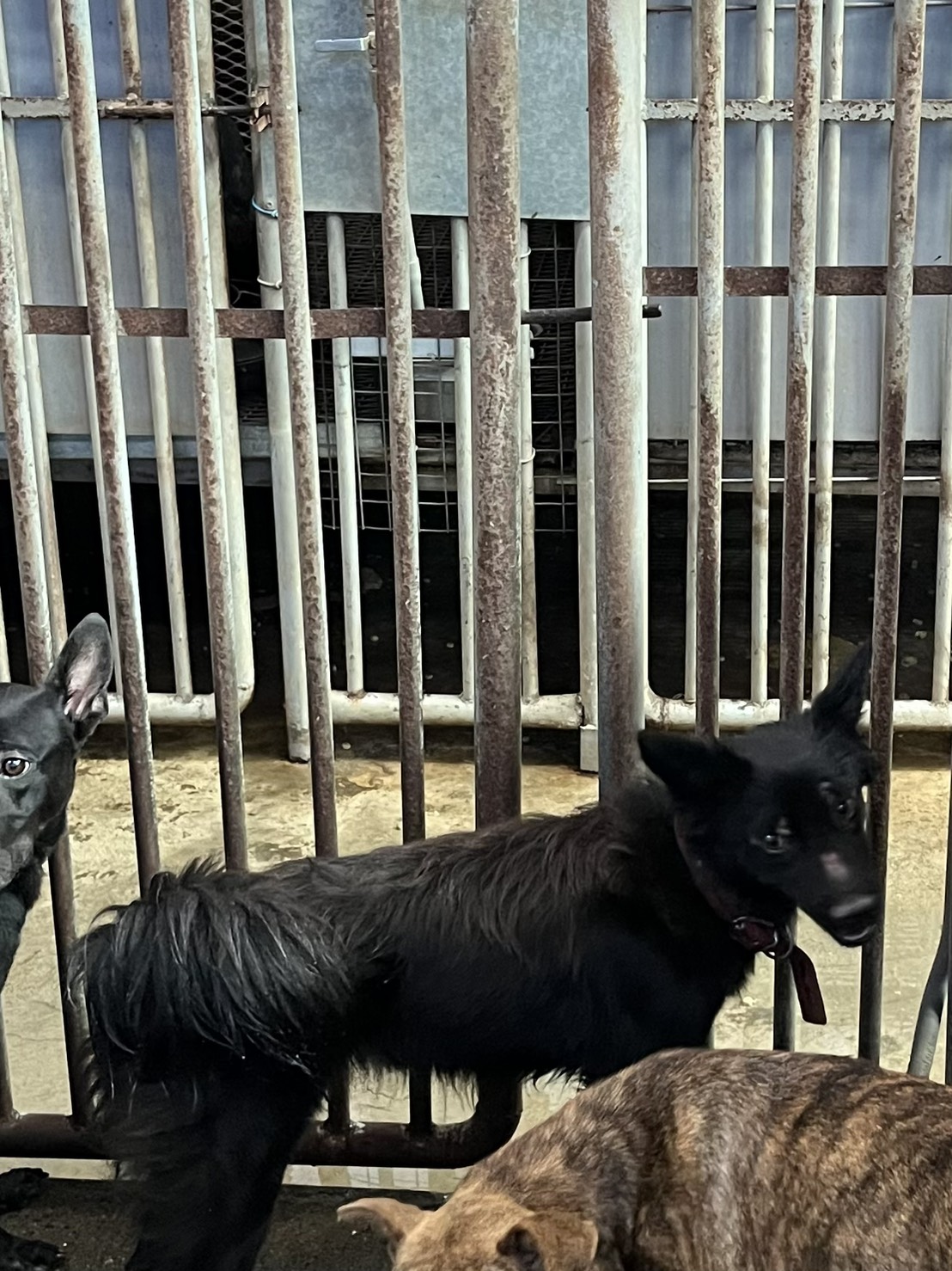 Chó lai (Cái, Trưởng thành, đen), Vừa, số trại …2017. Toàn thân.