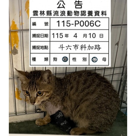믹스묘 (수컷, 어린, 줄무늬), 중형, 보호소 번호 …006C. 얼굴을 가까이서 본 모습이에요.