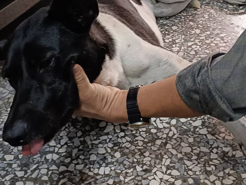 Perro mestizo macho adulto (negro y blanco), Grande, refugio n.º …007D. Más cerca de la cara.