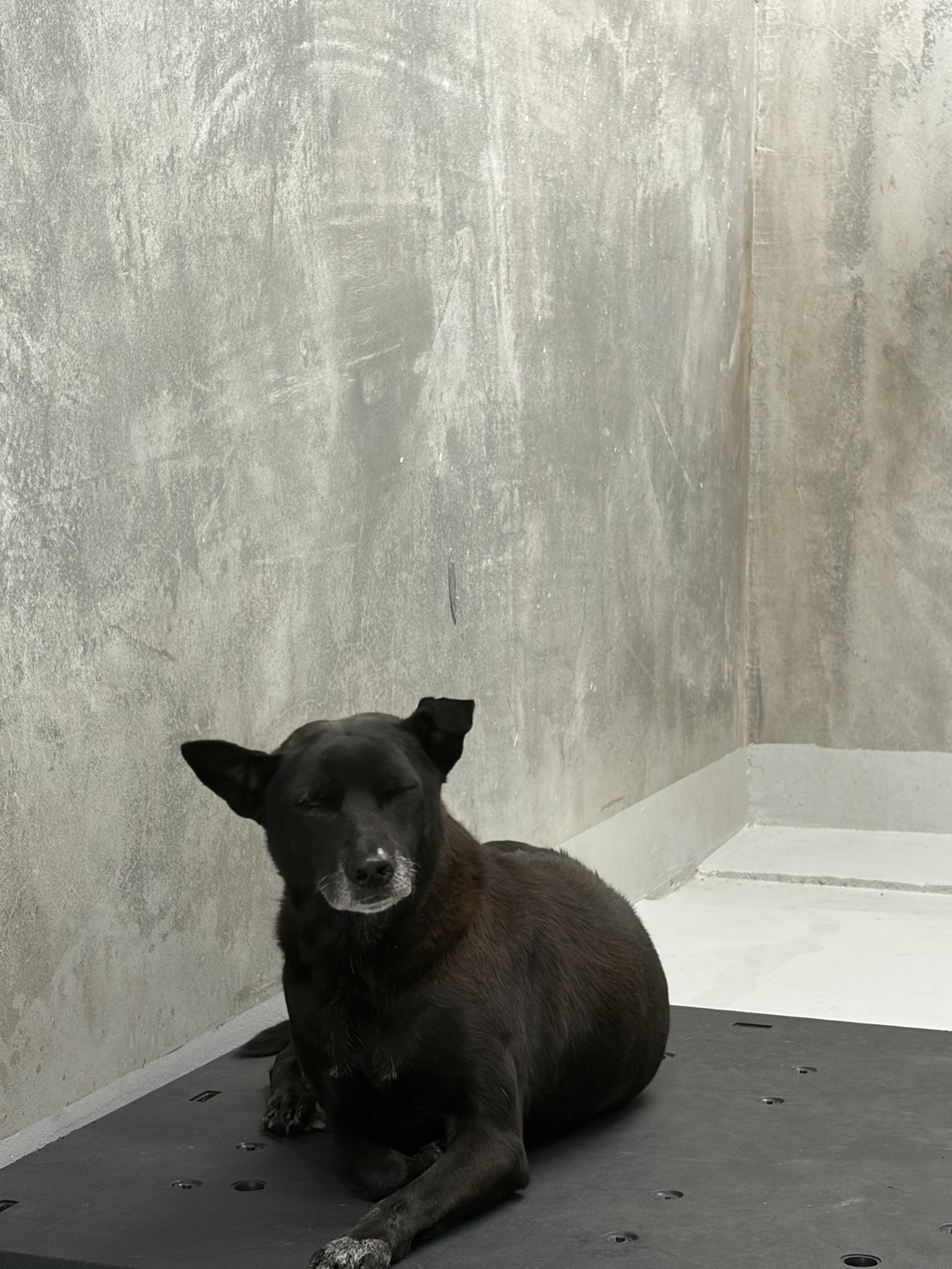 黑色成年公混種犬,大型, 收容編號 …5001. 完整的毛孩。