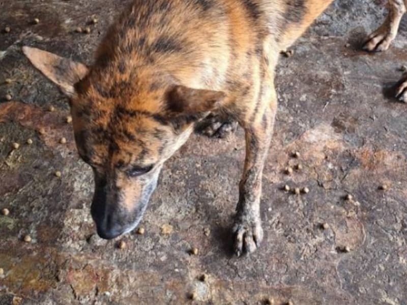Perra mestiza hembra adulta (negro y canela), Mediano, refugio n.º …017D. Más cerca de la cara.