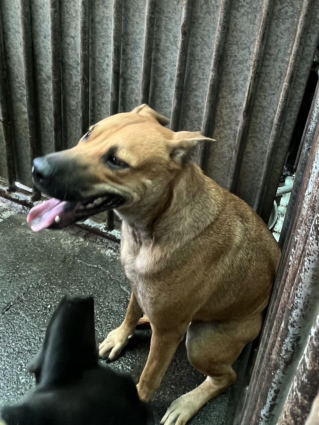 Perro mestizo macho adulto (canela), Mediano, refugio n.º …7001. Más cerca de la cara.