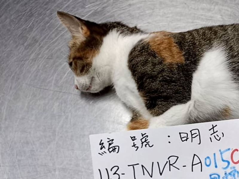 ミックス猫(メス・成猫・黒と茶)、大型, 施設番号 …015C. 顔のアップです。