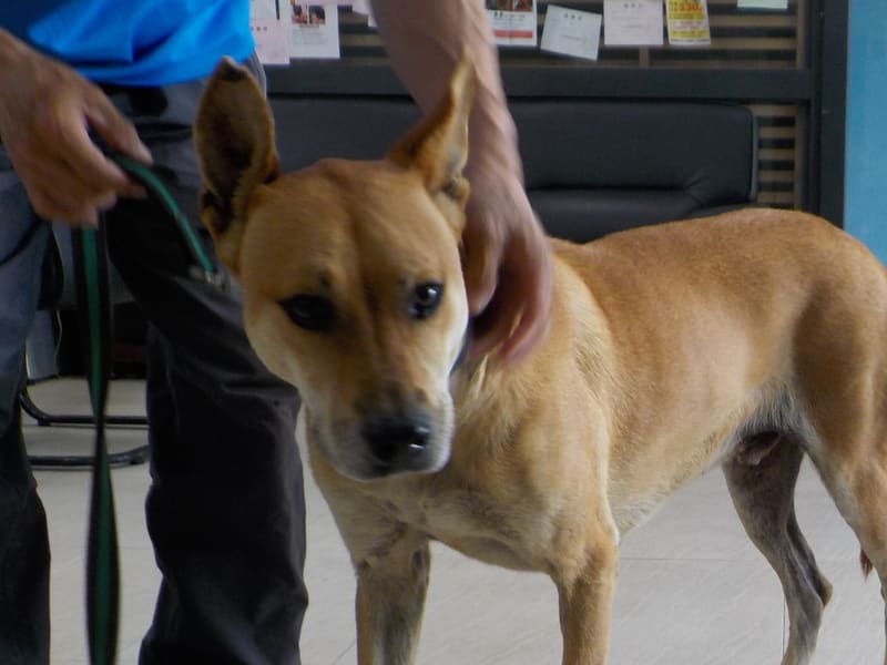 ミックス犬（オス・成犬・茶）、中型, 施設番号 …1124. 顔のアップです。