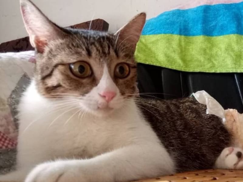 ミックス猫(メス・成猫・トラと白)、中型, 施設番号 …9002. 顔のアップです。