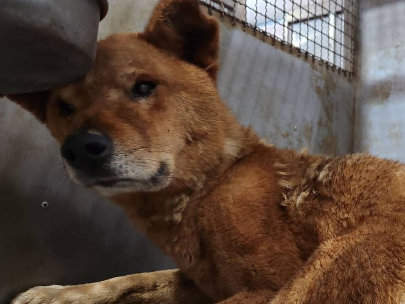 ミックス犬(オス・成犬・茶)、中型, 施設番号 …8003. 顔のアップです。