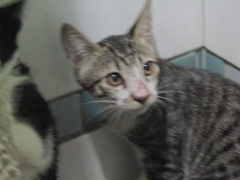 Pusang halo ang lahi (Lalaki, Matanda na, may guhit), Malaki, blg. ng shelter …C1-2. Mas malapit sa mukha.