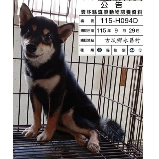Black young male Shiba Inu, Small, shelter no. …094D