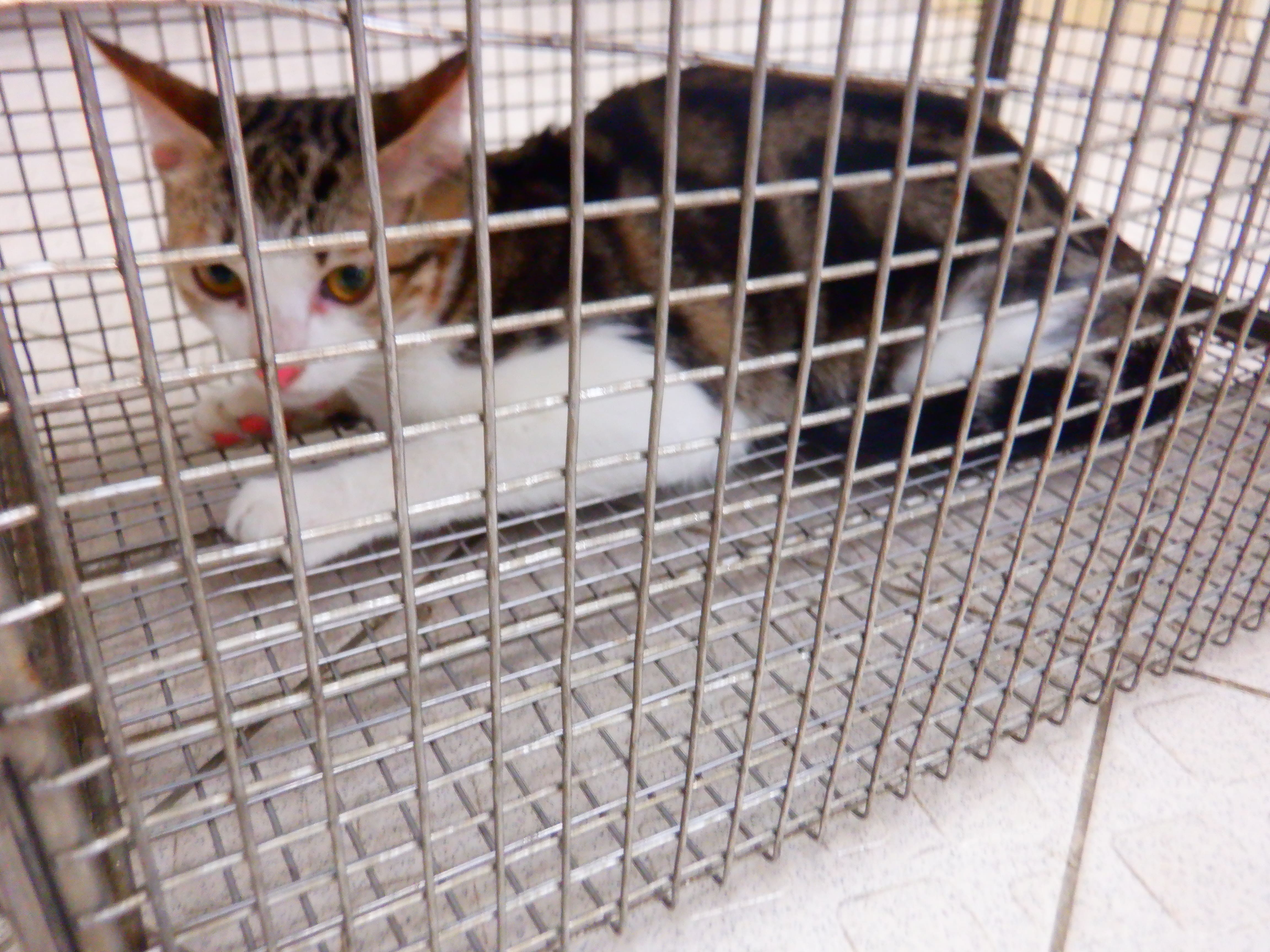Tabby-and-white adult female mixed-breed cat, Small, shelter no. …02C5