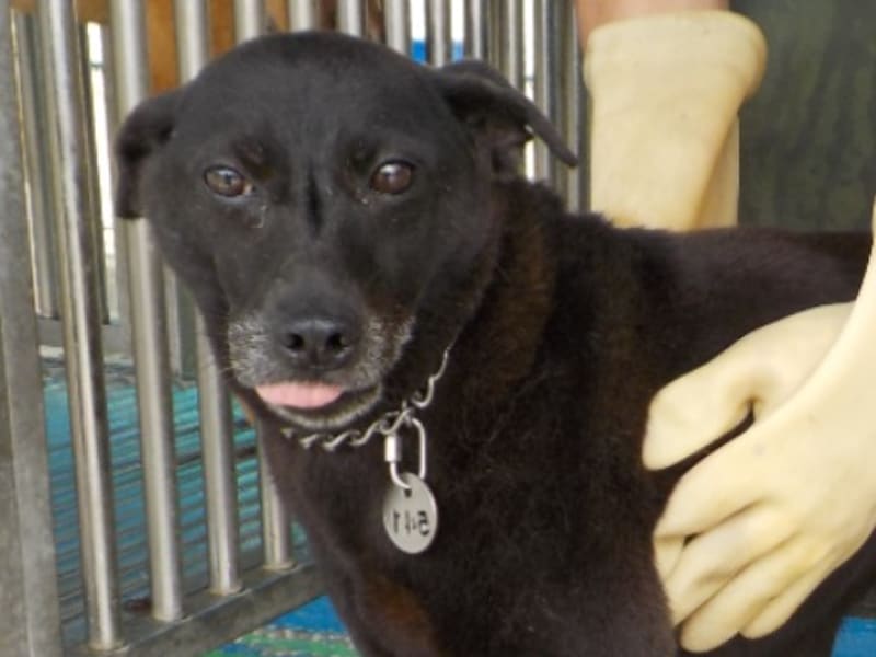 黑色成年母混种犬,中型, 收容编号 …4541. 脸部特写。