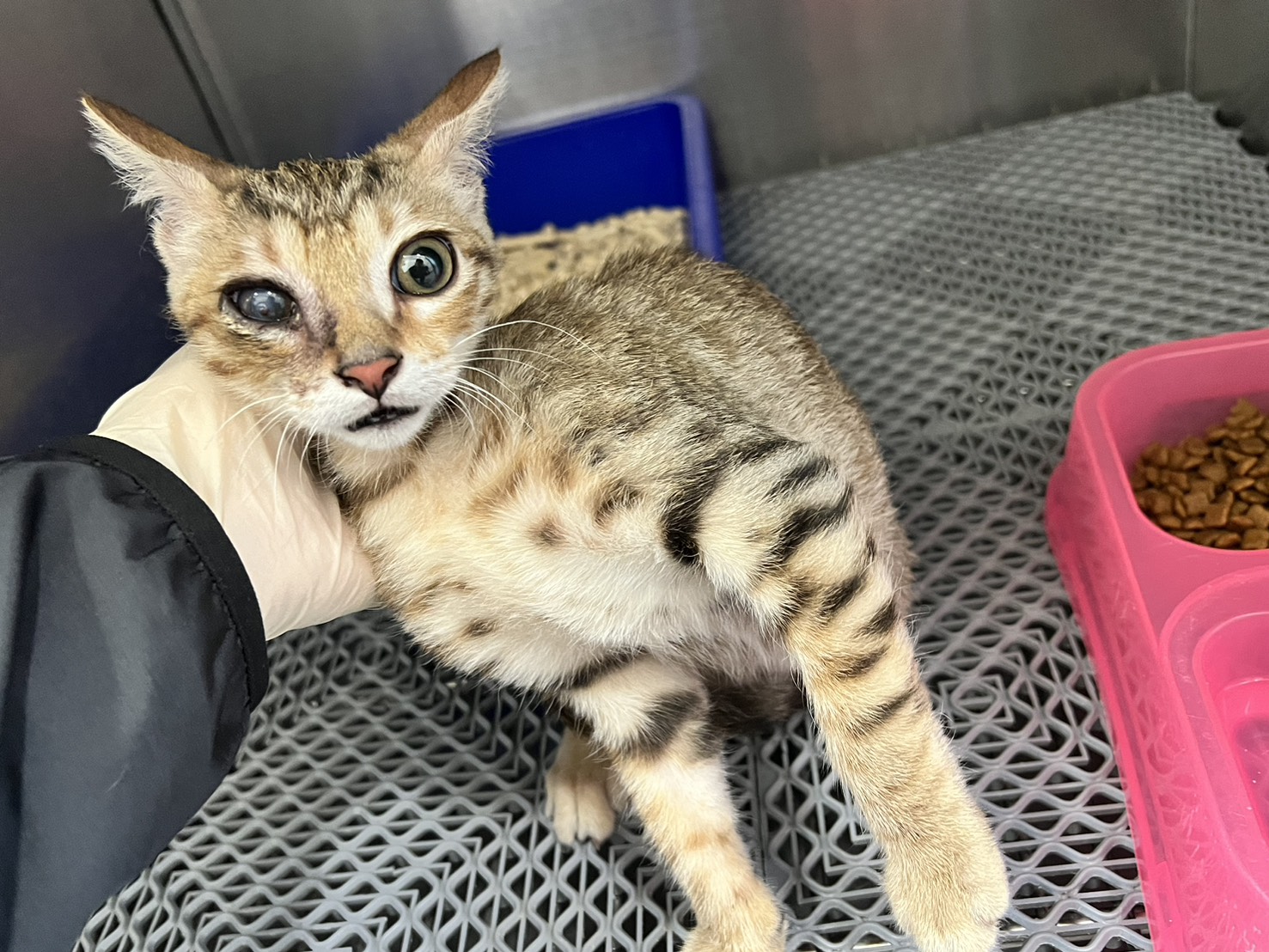Gato mestizo macho joven (negro y atigrado), Pequeño, refugio n.º …1002. Más cerca de la cara.