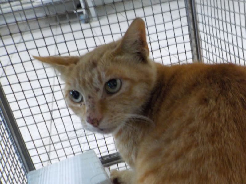ミックス猫(メス・成猫・茶)、小型, 施設番号 …23C1. 顔のアップです。