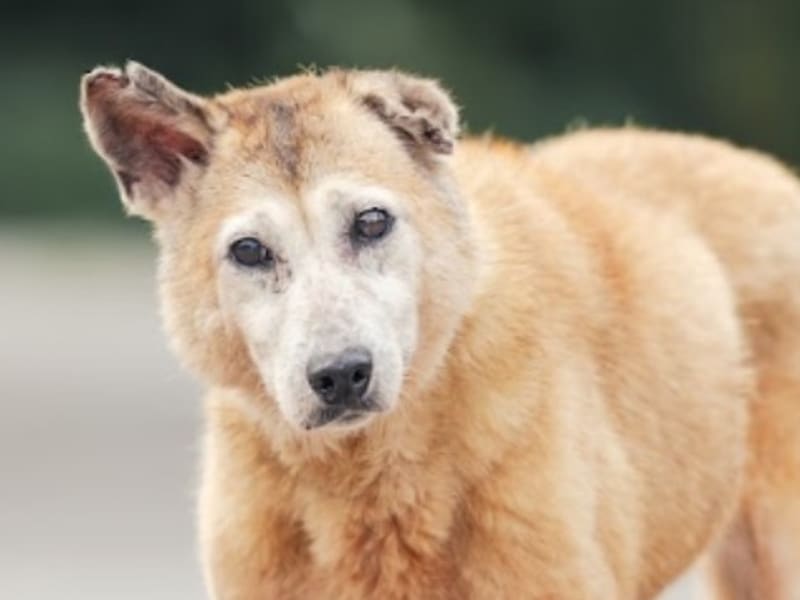 黄色成年母混种犬,中型, 收容编号 …2010. 脸部特写。