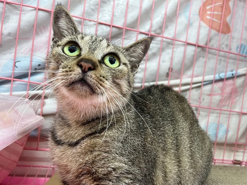 Gata mestiza hembra adulta (atigrado), Mediano, refugio n.º …2004. Más cerca de la cara.