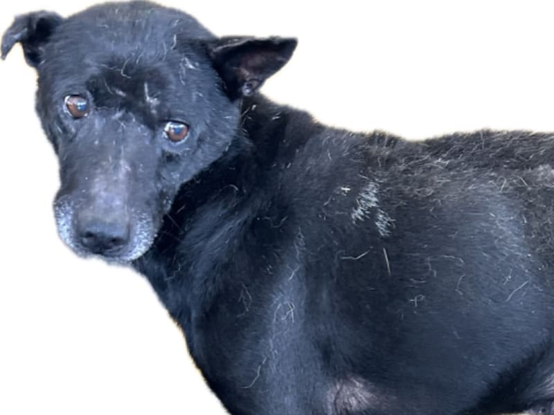 Black adult male mixed-breed dog, Large, shelter no. …6031. Closer on the face.
