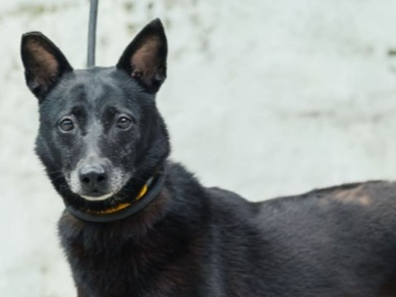 Chien croisé mâle adulte (noir), Moyen, refuge n° …2001. Plus près du visage.