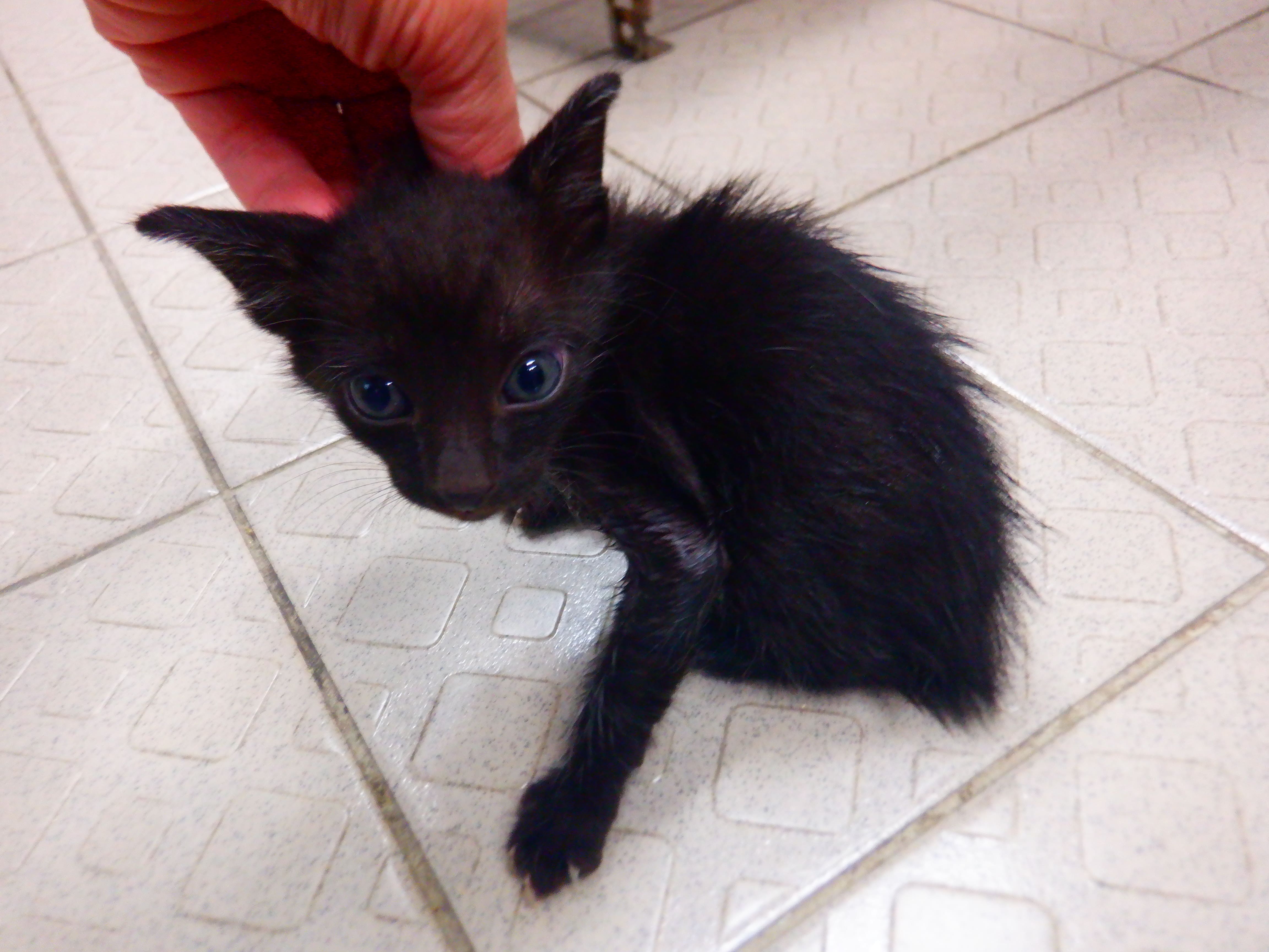 Gato mestizo macho joven (negro), Pequeño, refugio n.º …15C4. Más cerca de la cara.