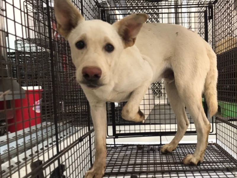 ミックス犬（オス・若い・白）、中型, 施設番号 …9D01. 顔のアップです。