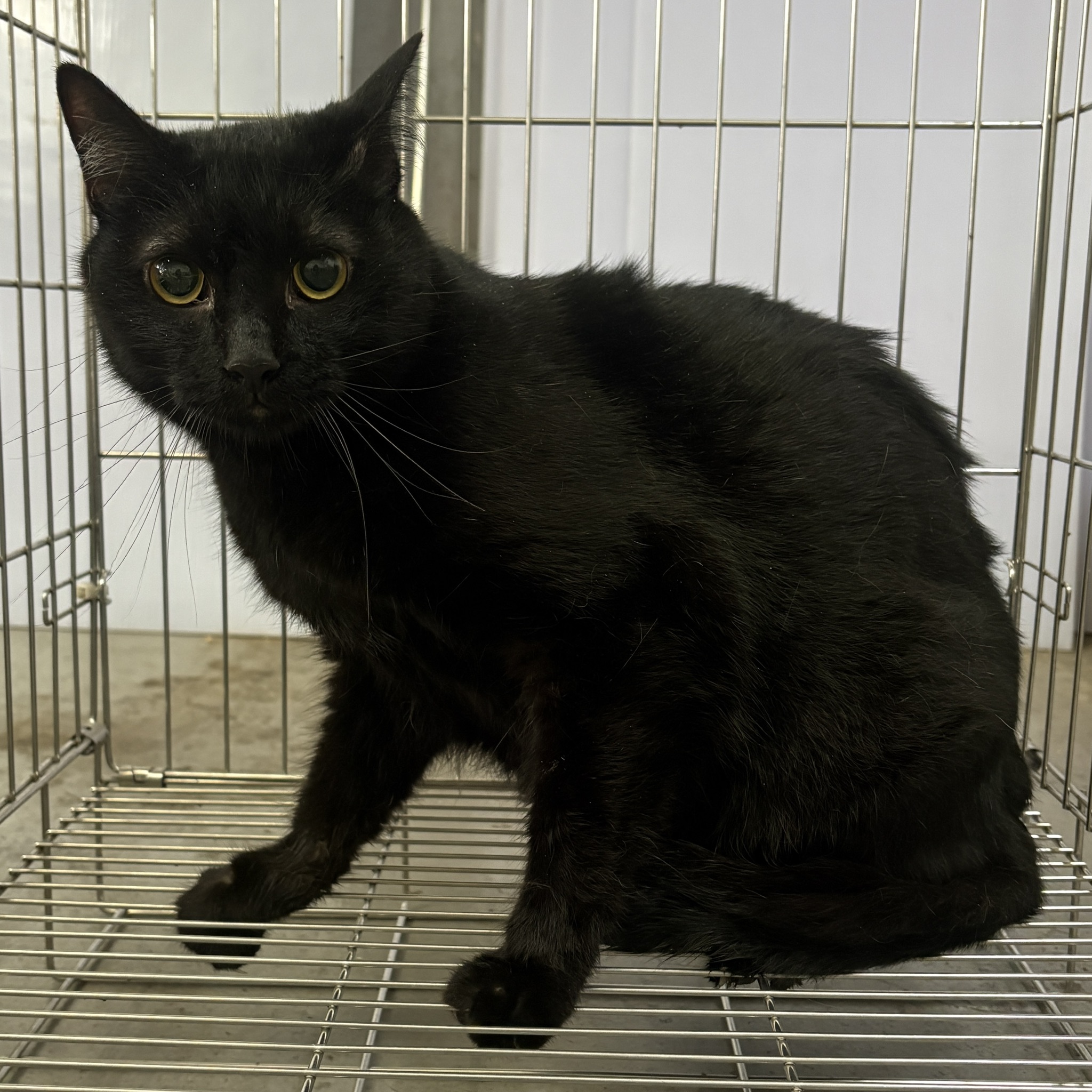 Gata mestiza hembra adulta (negro), Mediano, refugio n.º …7002. Más cerca de la cara.