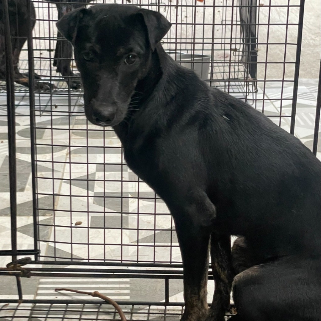 Perra mestiza hembra adulta (negro), Mediano, refugio n.º …9012. Más cerca de la cara.