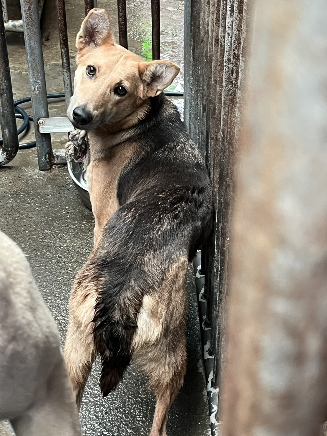 Perra mestiza hembra adulta, Mediano, refugio n.º …5003. Más cerca de la cara.