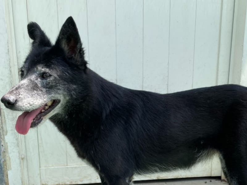 Chienne croisée femelle adulte (noir), Moyen, refuge n° …3014. Plus près du visage.