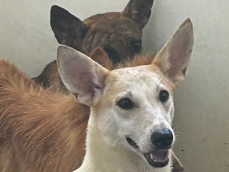 Perro mestizo macho joven (canela y blanco), Mediano, refugio n.º …4007. Más cerca de la cara.