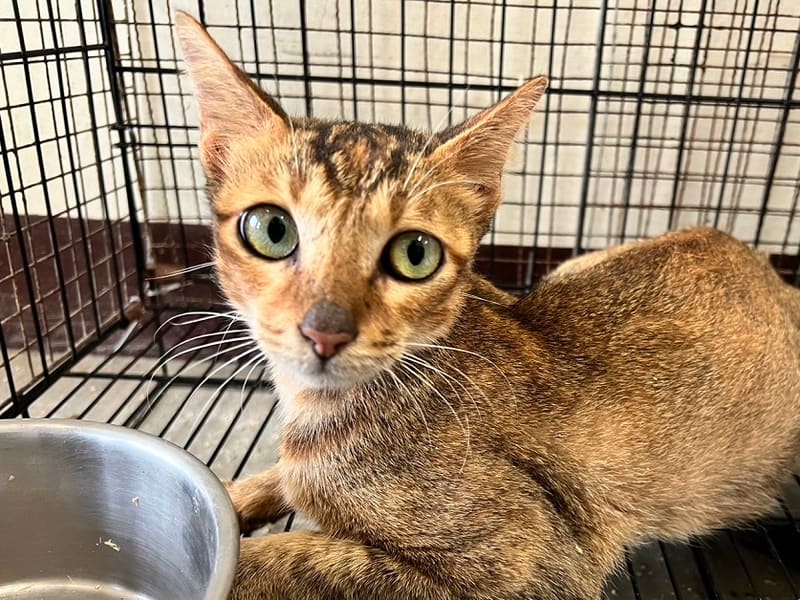 Chatte croisée femelle adulte (noir et tigré), Moyen, refuge n° …9001. Plus près du visage.