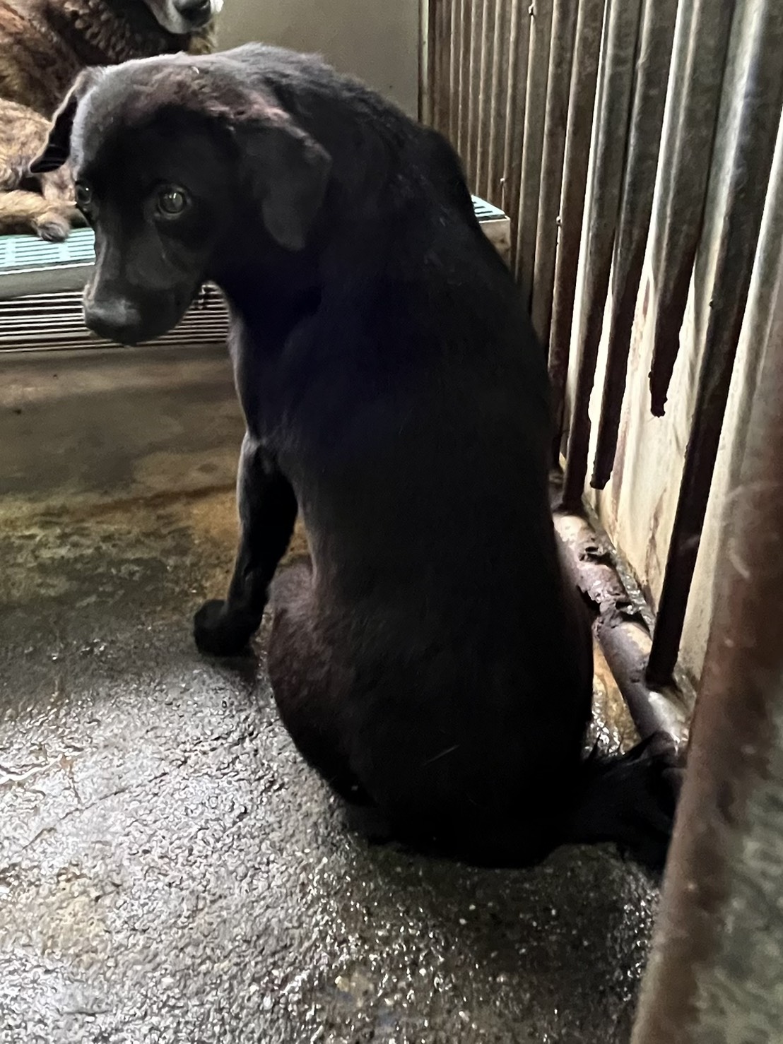 Perro mestizo macho adulto (negro), Mediano, refugio n.º …6005. Más cerca de la cara.