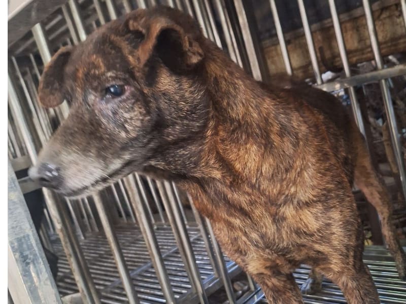 黑黄色成年公混种犬,大型, 收容编号 …044D. 脸部特写。