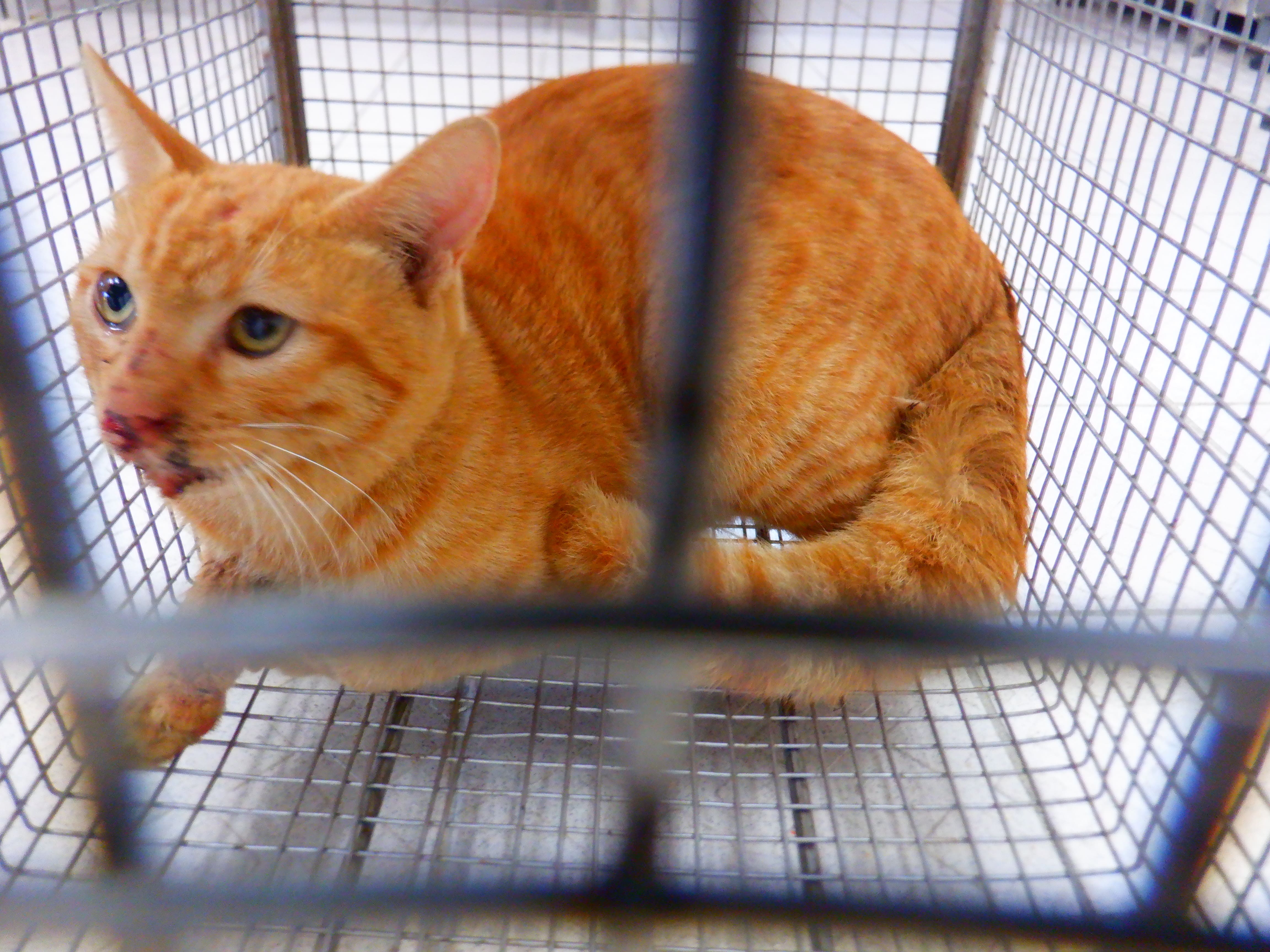 Orange adult male mixed-breed cat, Small, shelter no. …30C2