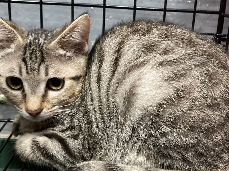 ミックス猫(メス・成猫・トラ)、中型, 施設番号 …0003. 顔のアップです。