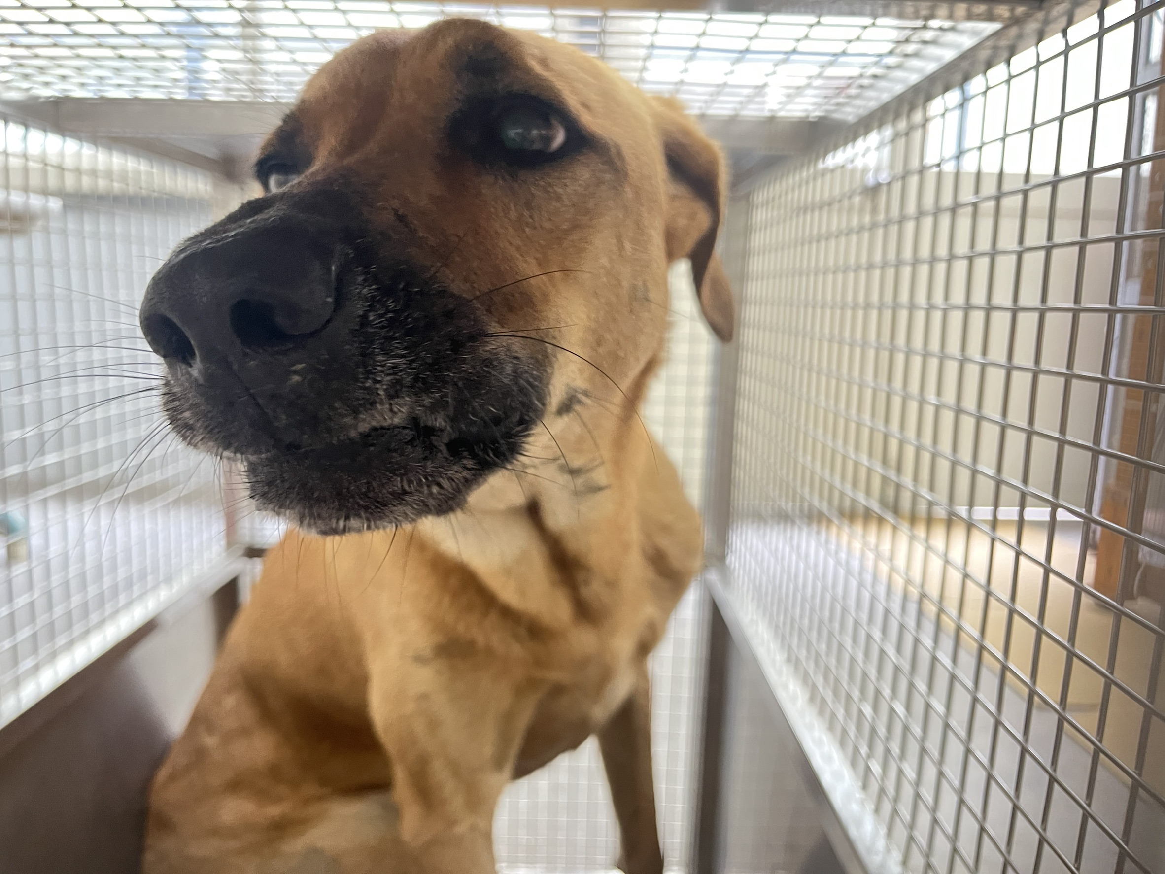 ミックス犬(メス・成犬・茶)、中型, 施設番号 …2902