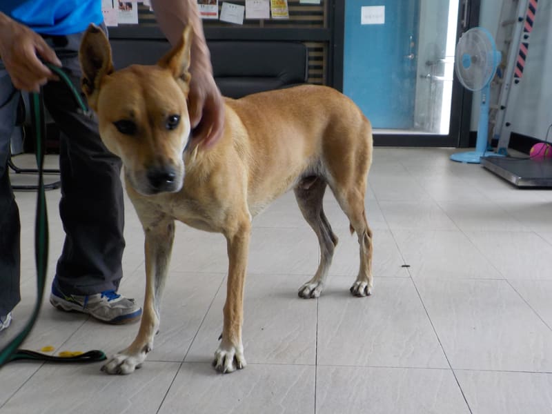 ミックス犬（オス・成犬・茶）、中型, 施設番号 …1124. 全身です。