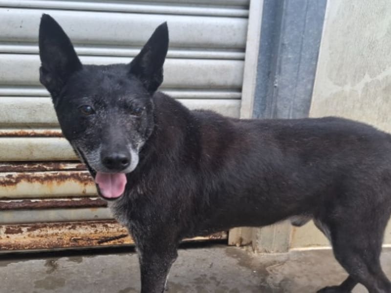 Chien croisé mâle adulte (noir et blanc), Moyen, refuge n° …3005. Plus près du visage.