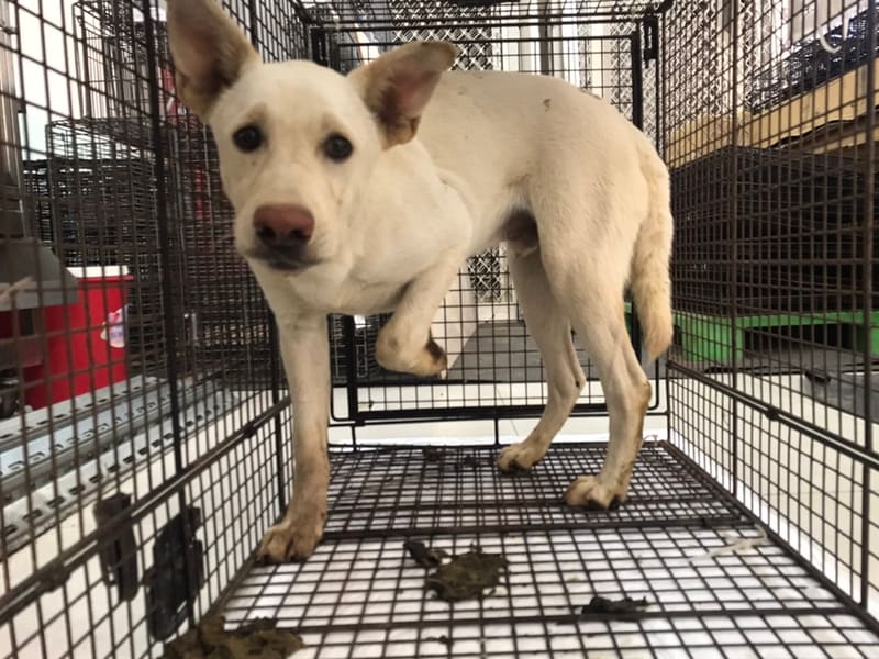 ミックス犬（オス・若い・白）、中型, 施設番号 …9D01. 全身です。