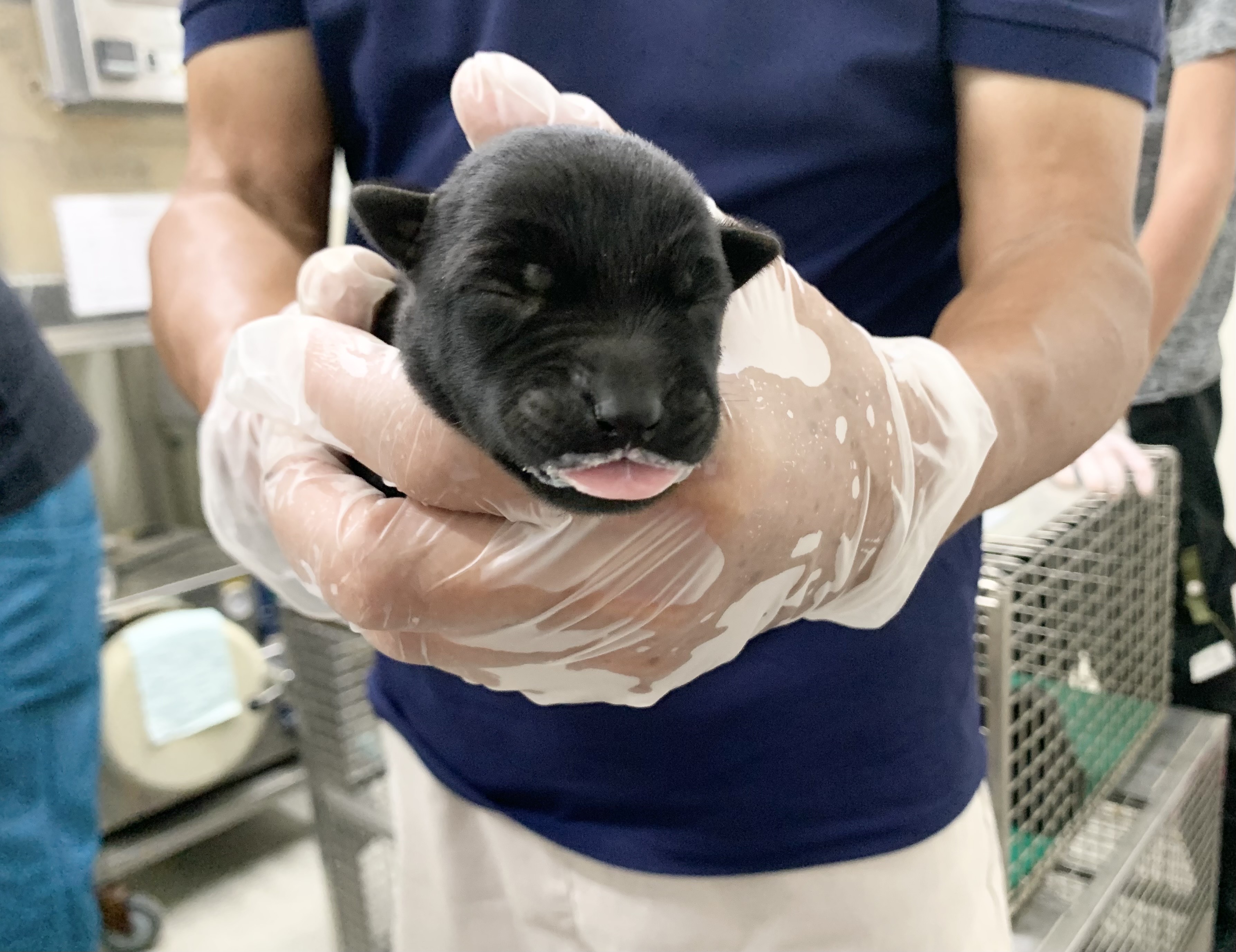 Black young female mixed-breed dog, Small, shelter no. …2108
