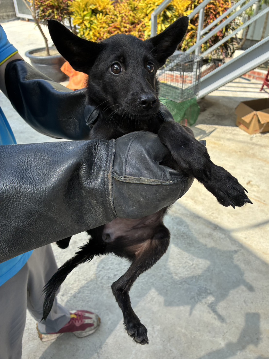 Black young female mixed-breed dog, Small, shelter no. …7021