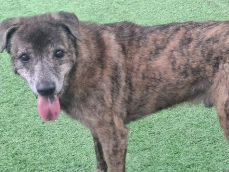 Tabby adult male mixed-breed dog, Medium, shelter no. …2006. Closer on the face.