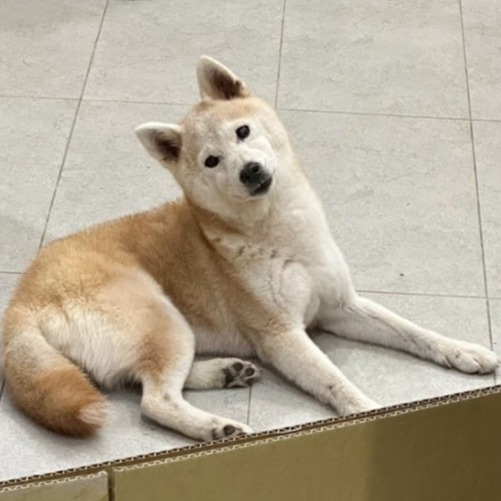 Shiba Inu (Cái, Trưởng thành, vàng), Vừa, số trại …0002. Cận cảnh khuôn mặt.
