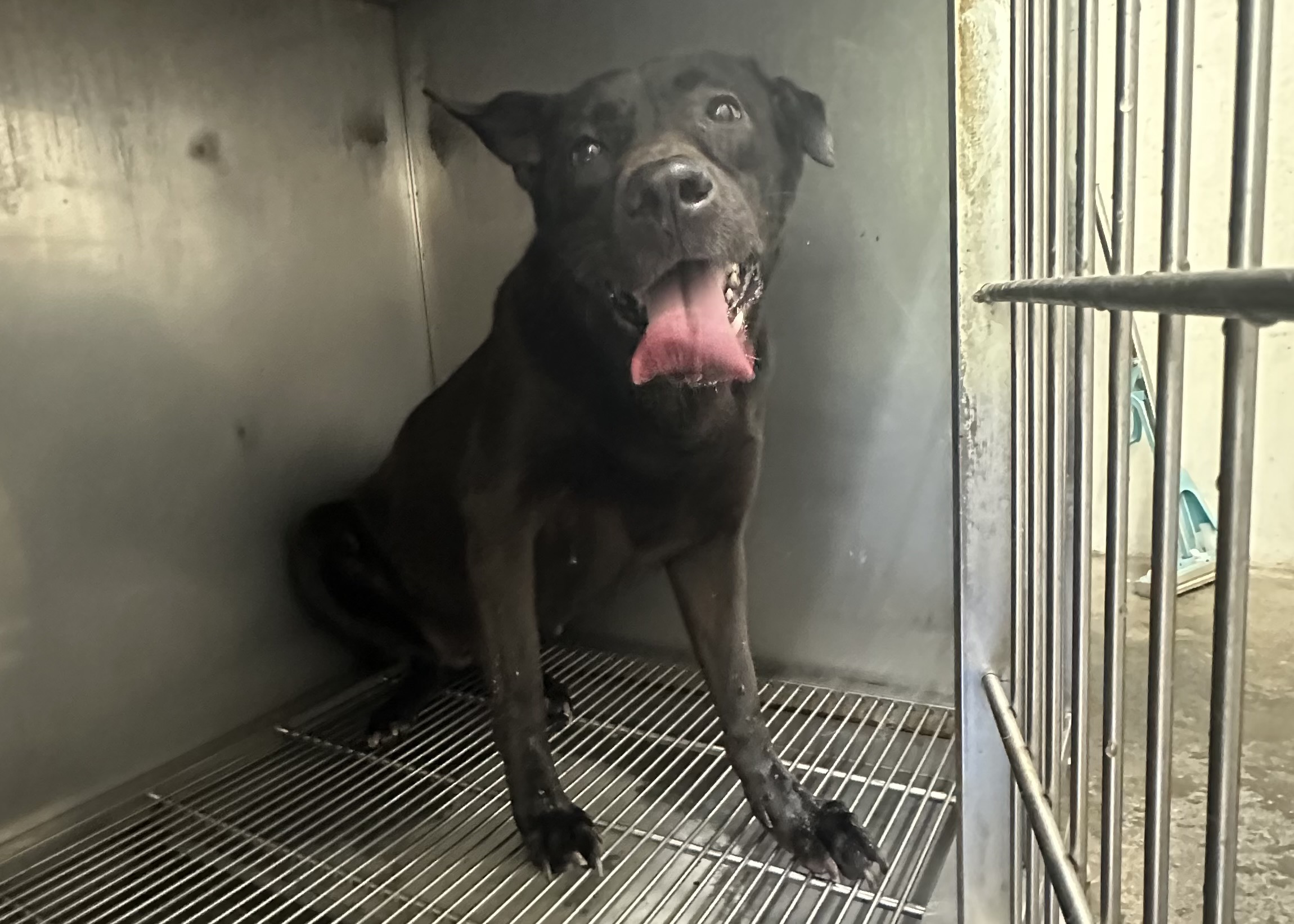 Black adult female mixed-breed dog, Medium, shelter no. …2610