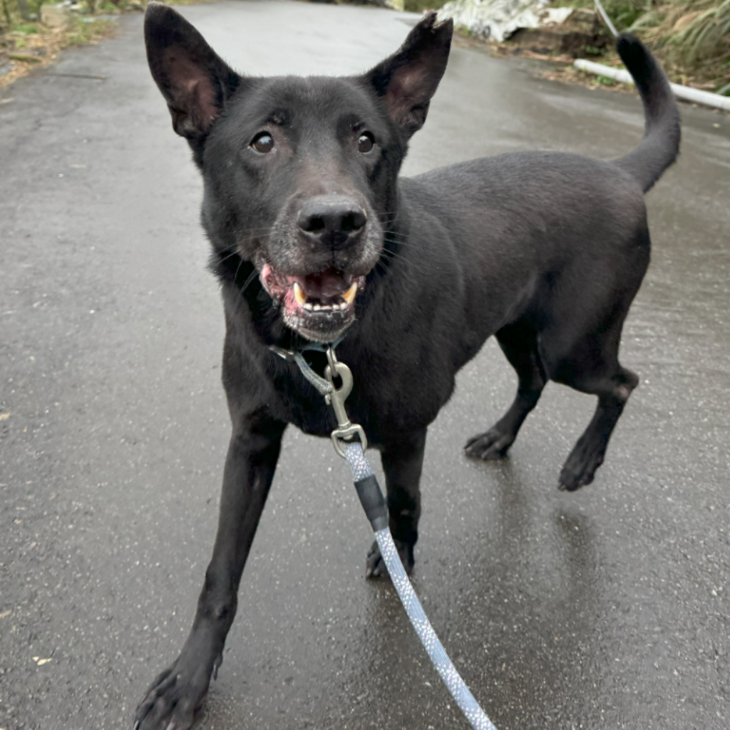 ミックス犬(オス・成犬・黒)、大型, 施設番号 …4002. 顔のアップです。