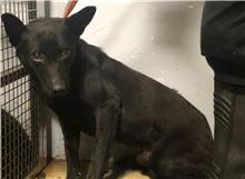 Black adult female mixed-breed dog, Medium, shelter no. …2802