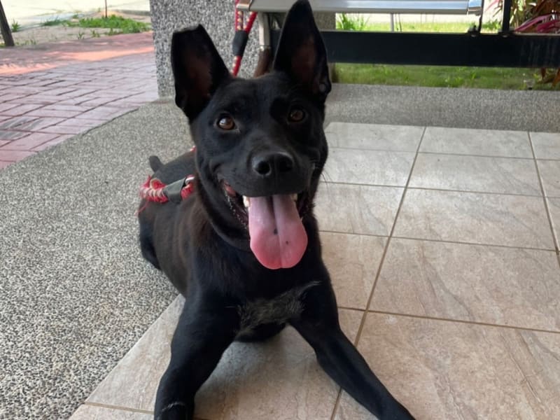 Perra mestiza hembra adulta (negro), Grande, refugio n.º …4002. Más cerca de la cara.