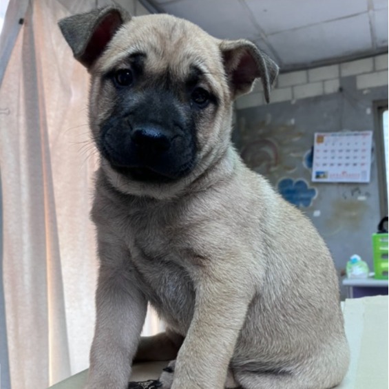 Gray-and-black young male mixed-breed dog, Small, shelter no. …3009. Closer on the face.