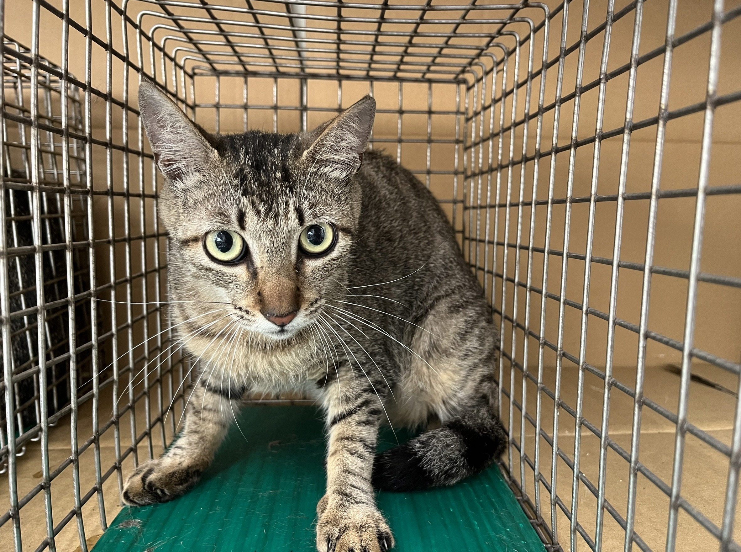 Tabby adult female mixed-breed cat, Medium, shelter no. …0309